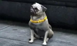 Pug character model from ESX Animal Ped Menu Script wearing a yellow collar.