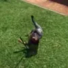 Player tripping over rake animation in ESX FiveM script