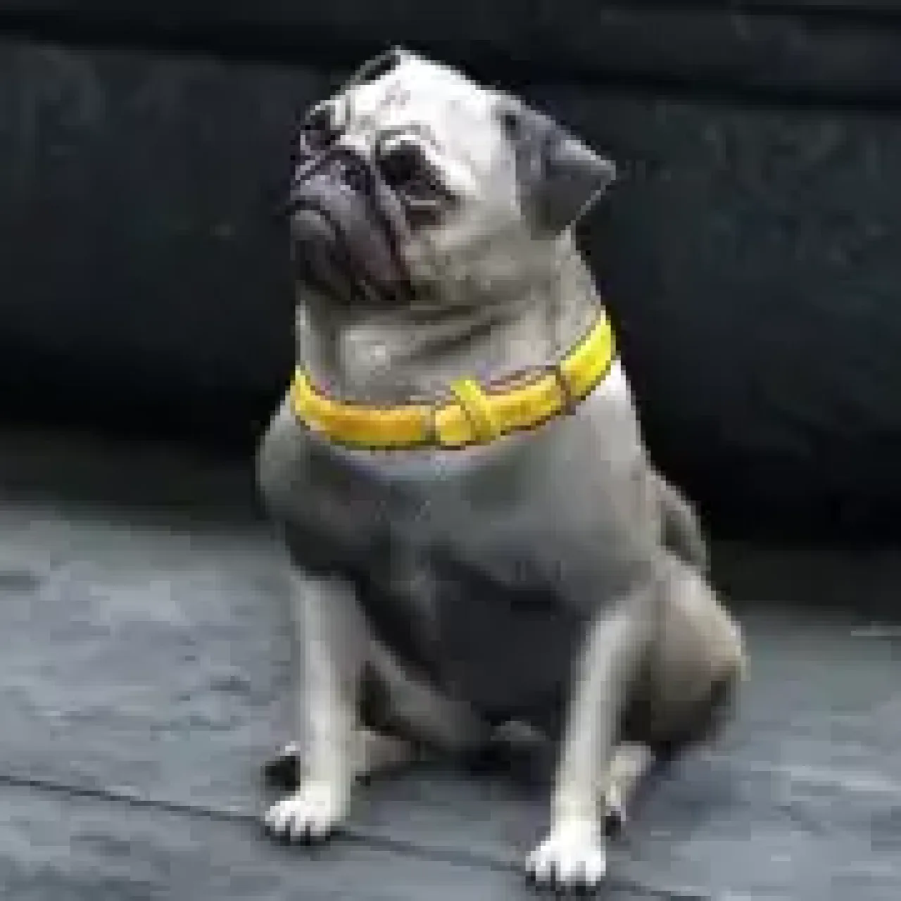 Pug character model from ESX Animal Ped Menu Script wearing a yellow collar.