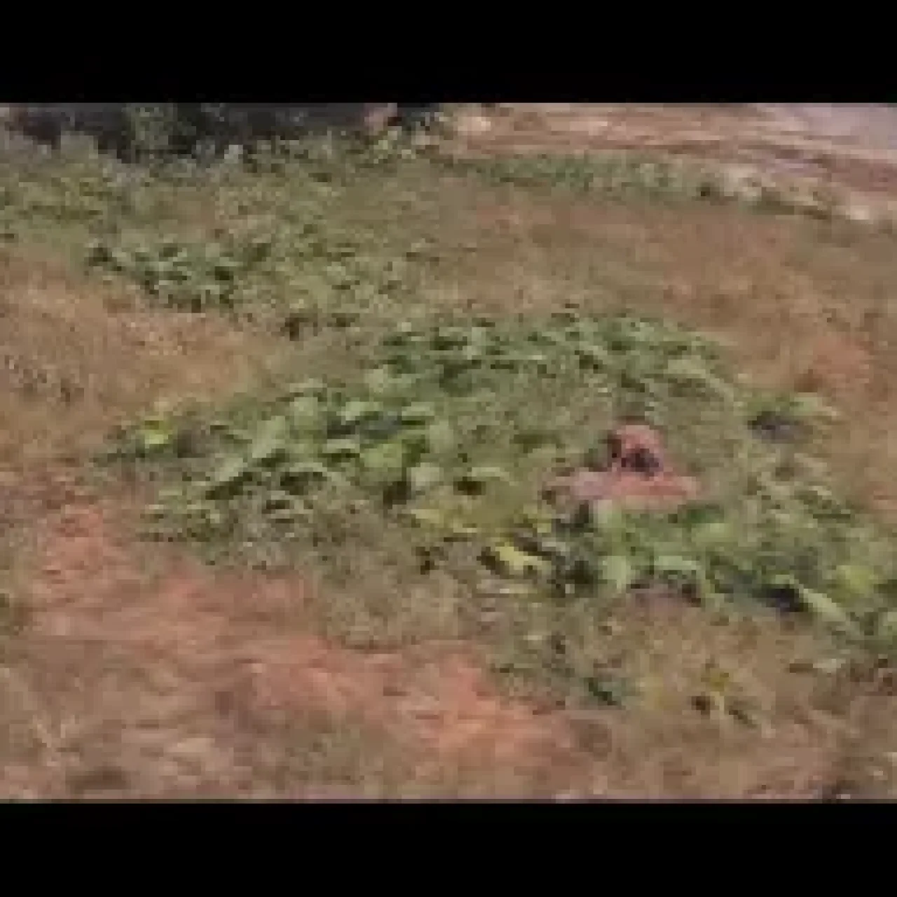 ESX Hunting Script for realistic wildlife roleplay in FiveM